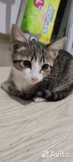 Котёнок ищет любящего хозяина