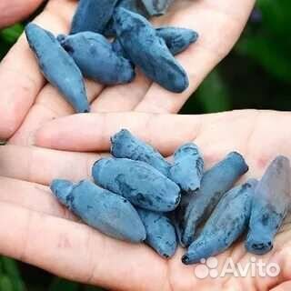 Саженцы Бакчарский Великан