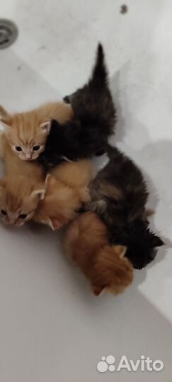 Котята отдам бесплатно