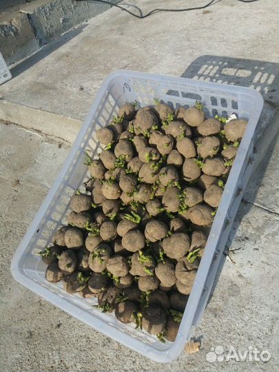 Картофель адретта на посадку