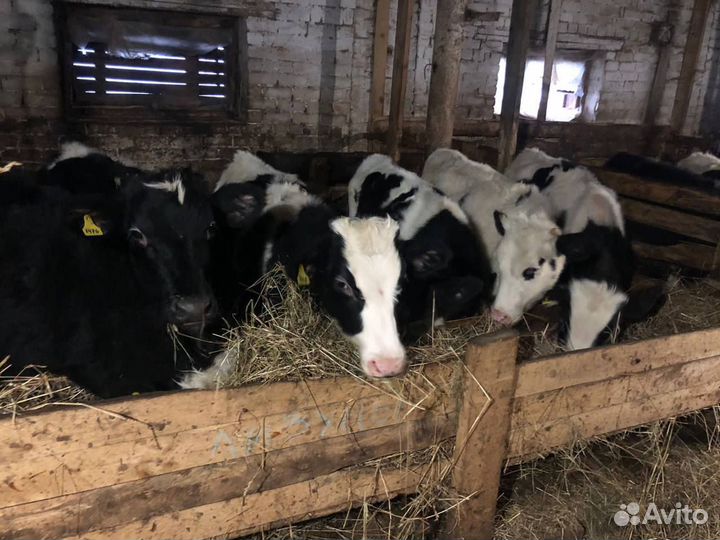 Бычки, телки