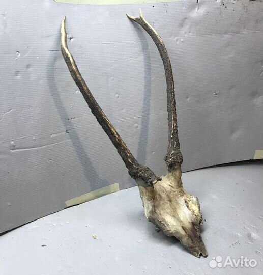 Рога оленя