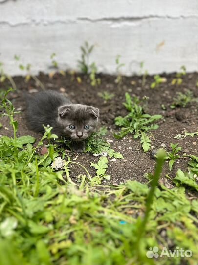 Котята отдам бесплатно