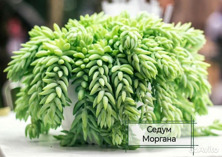 Суккуленты: Седум, Пахиверия, Эхеверия, Красула