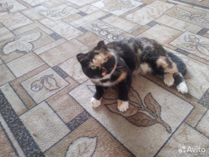 Порода помесь сибирской - кошка