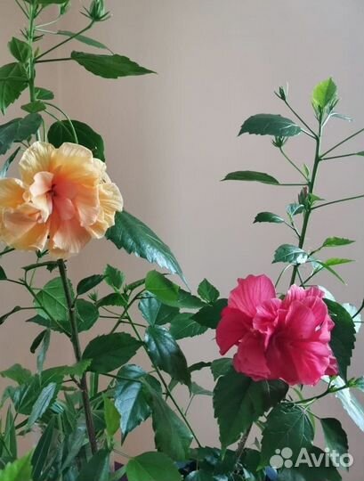 Гибискусы сортовые