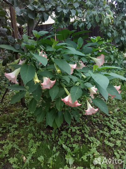 Бругмансия