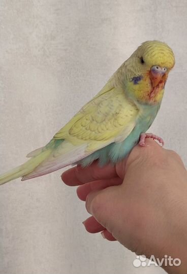 Выставочный волнистый попугай