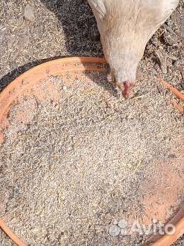 Зерно смесь