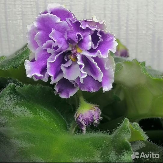 Фиалка с бутонами