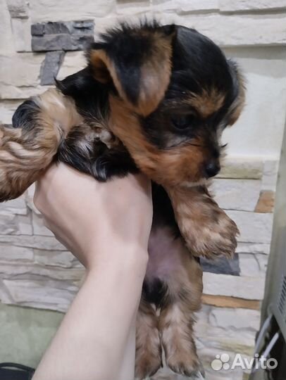 Йоркширский терьер