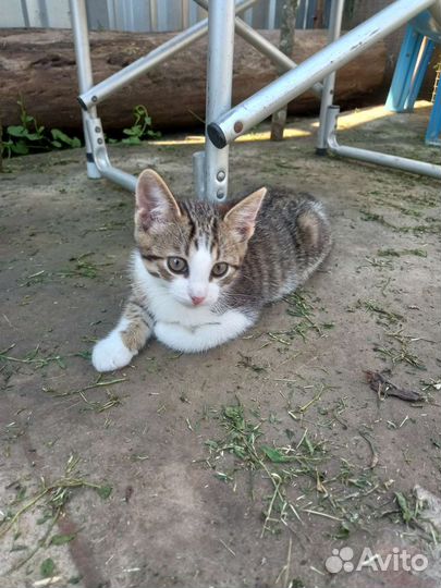 Котята от кошки крысоловки