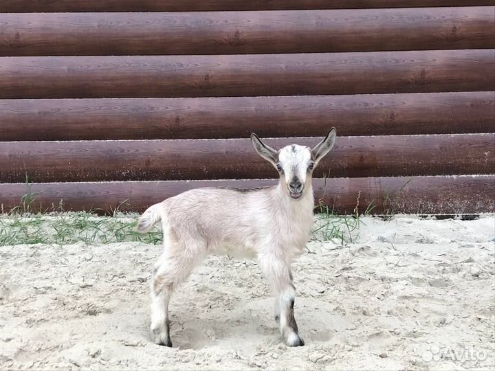 Альпийский козлик