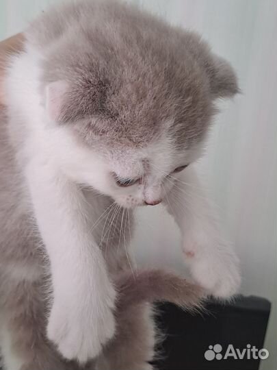 Вислоухие котята
