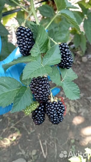 Ежевика ремонтантная