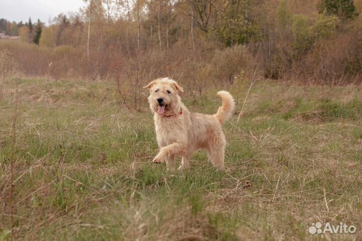 Отдам в добрые руки