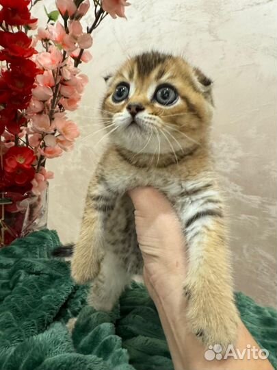 Шотландская