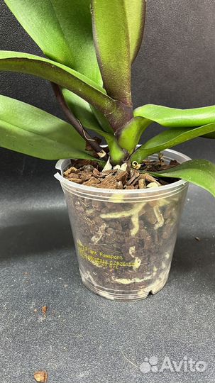 Орхидея фаленопсис Volcano