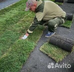Газон рулонный