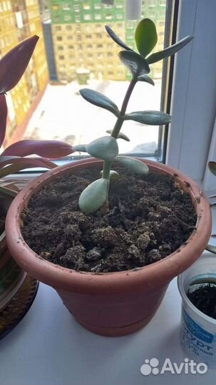 Толстянка (денежное дерево)