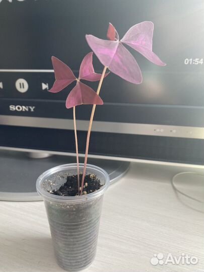 Продам Кислицу треугольную