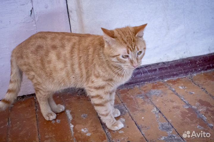 Рыжий полосатый юный кот. Бесплатно