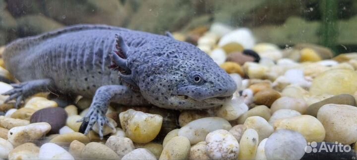 Аксолотль 18см