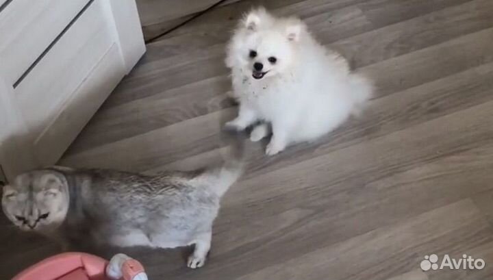 Померанский шпиц мини мальчик