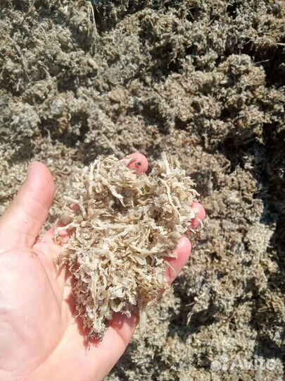 Жом свекловичный