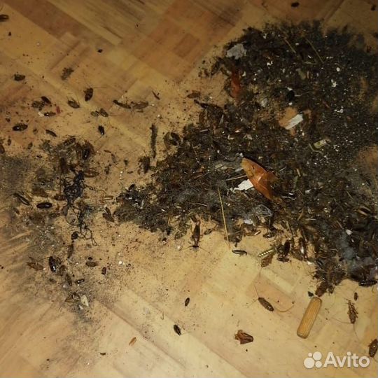 Уничтожение насекомых и грызунов