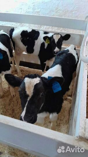 Телята бычки доставка с выбором