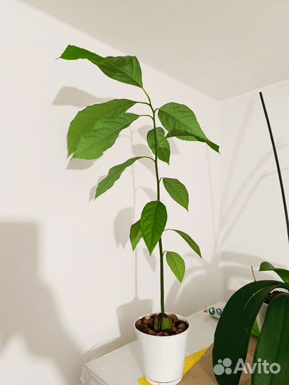 Цветок авакадо