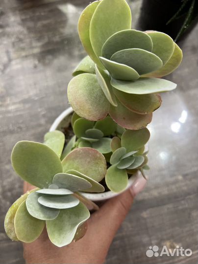 Хавортия, суккуленты