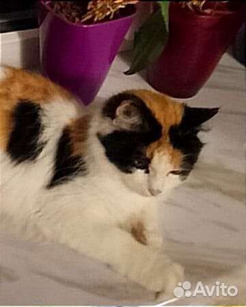 Трёхцветная красавица на счастье