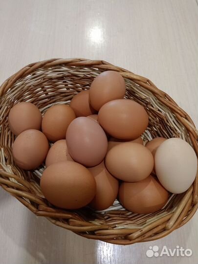 Домашние куриные яйца