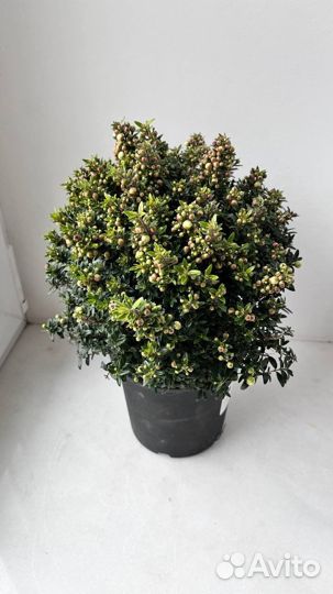 Миртовое дерево, Мирт, подарок, в наличии