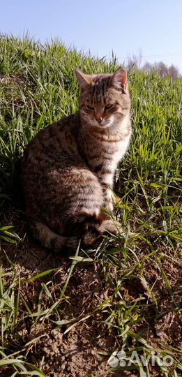 Кошечки в добрые руки