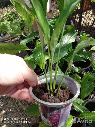 Комнатные цветы