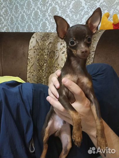 Мини той-терьер вязка мальчик