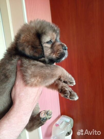 Тибетский мастиф щенки