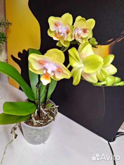 Орхидея фаленопсис бабочка 2 цв