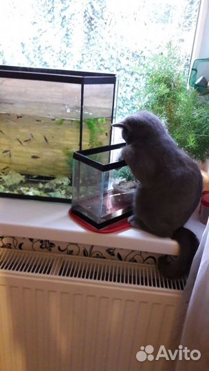Аквариум