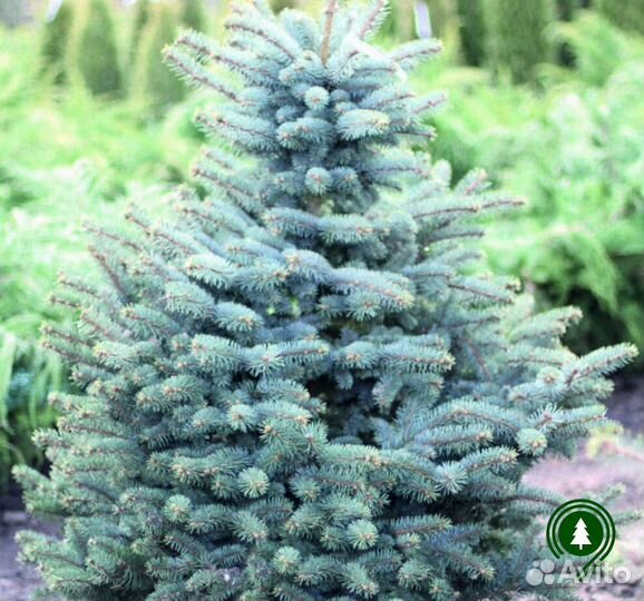 Есль голубая с доставкой