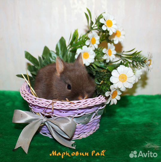 Карликовый кролик