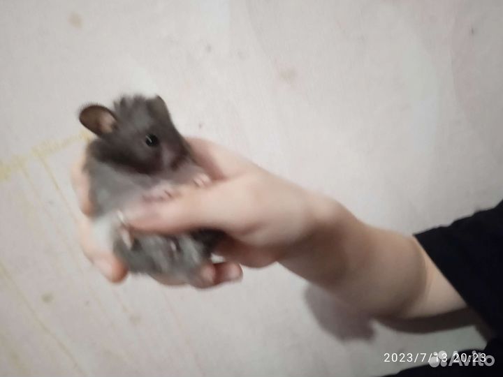 Сирийский хомяк