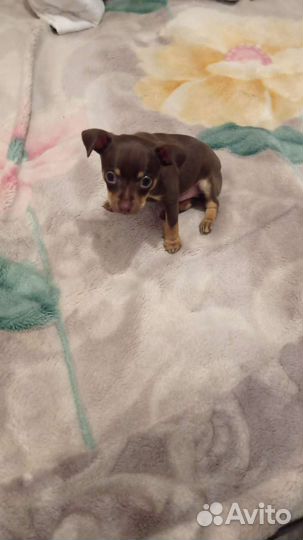 Мини той-терьер