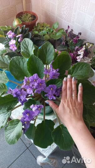 Фиалка в горшках, листочки, детки, взрослые фиалки