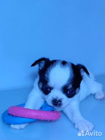 Мини и стандарт чихо-детки