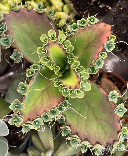 Каланхоэ разные сорта, суккуленты