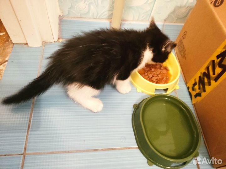 Котенок